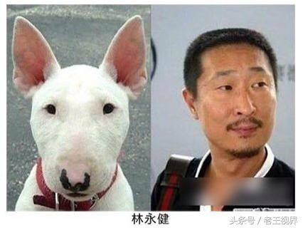 盘点明星养的动物,盘点最火的动物明星