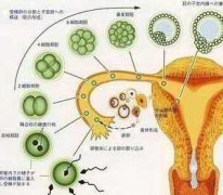 黄体支持：吹响“试管婴儿”的成功号角
