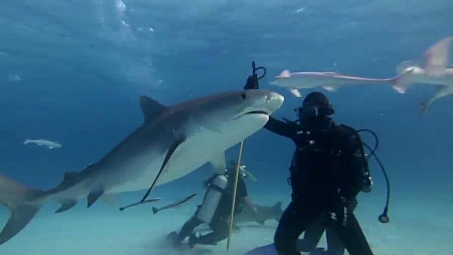 美女为了能在海中畅游，进行了恐怖的鲨鱼治疗法