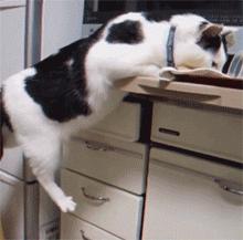 萌宠萌图第735：喵星人偷吃主人放在桌子上的食物