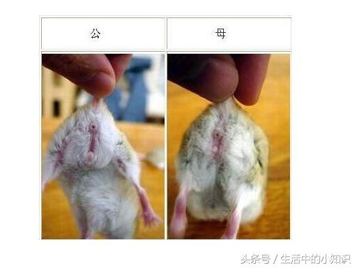 怎样分辨仓鼠的公母图片,怎样分辨仓鼠的公母是银狐品种