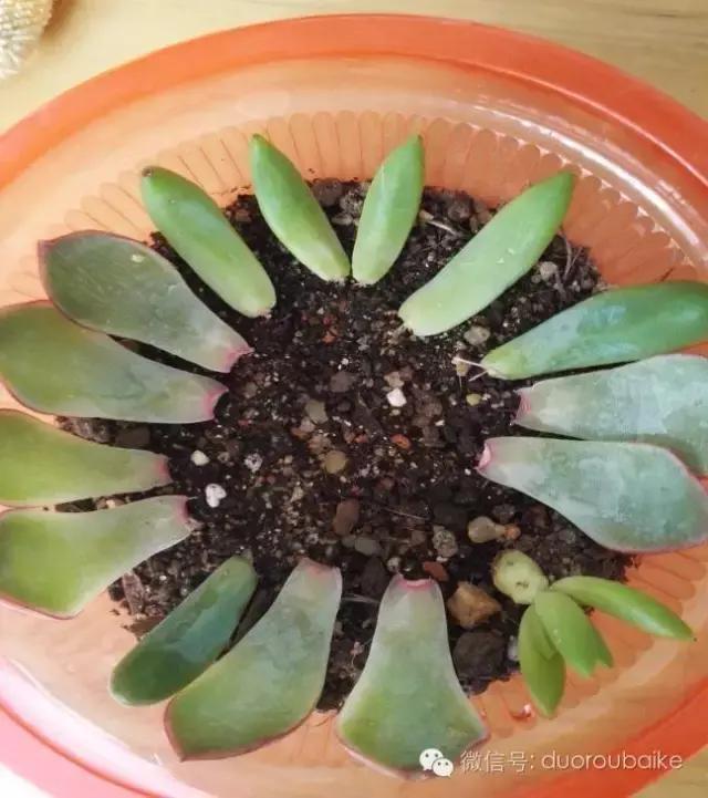 多肉在不经意间治愈你,多肉独立而坚强