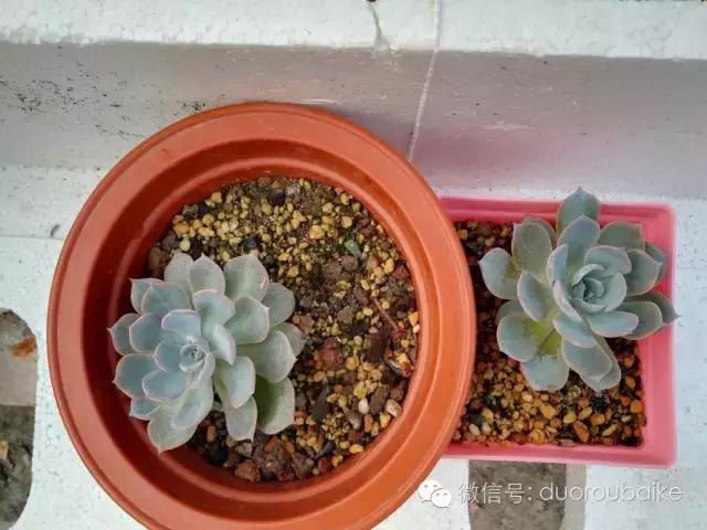 多肉在不经意间治愈你,多肉独立而坚强