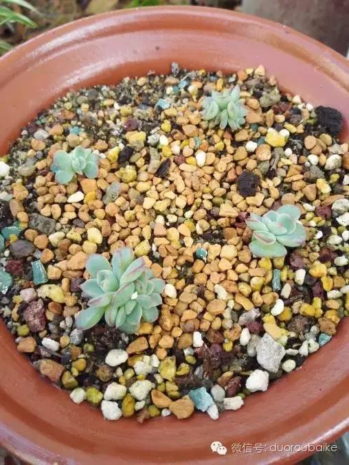 多肉在不经意间治愈你,多肉独立而坚强