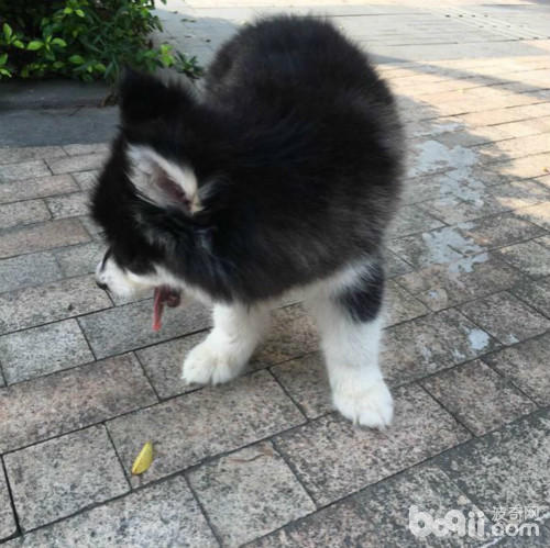 在路上捡到一只可怜的猫,在路上捡到了一只小小的哈士奇