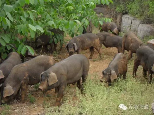 散养猪的有哪些优点,如何改变散养猪情况