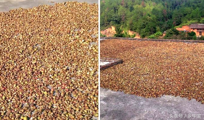 古老压榨山茶油,纯天然古法手工压榨山茶油