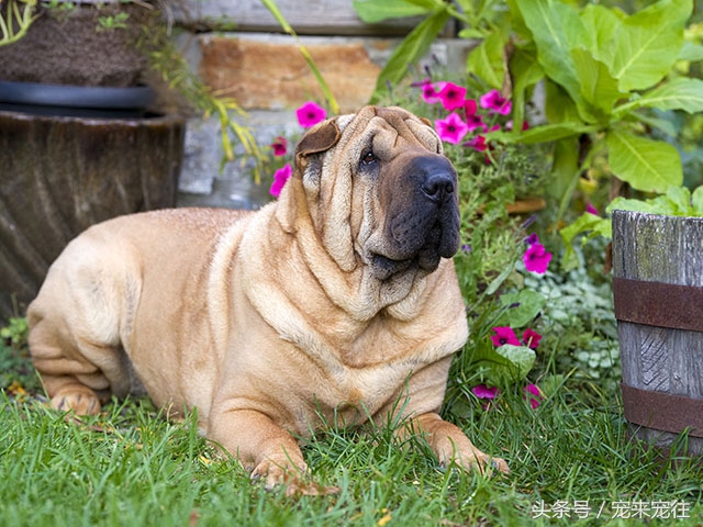 狗的饲养指南在线阅读,狗的饲养技巧与关注事项