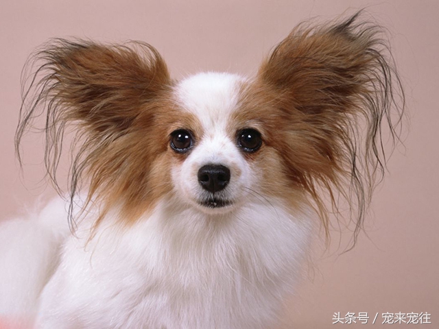 狗的饲养指南在线阅读,狗的饲养技巧与关注事项