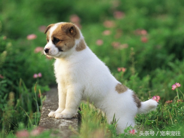 狗的饲养指南在线阅读,狗的饲养技巧与关注事项