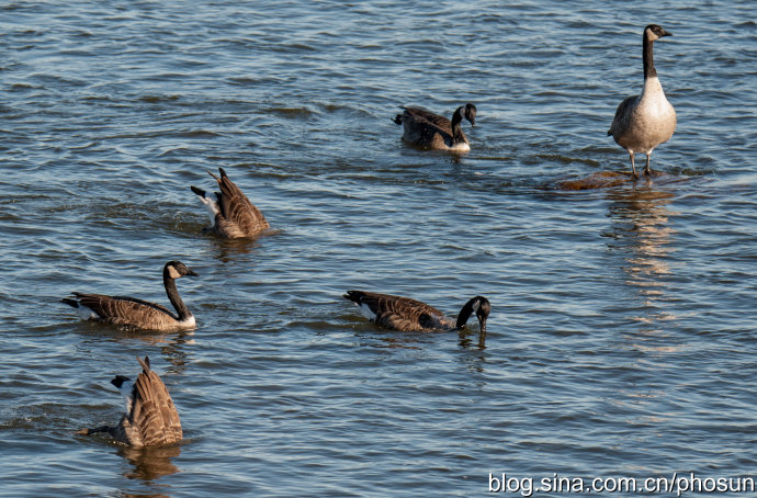 加拿大大雁泛滥成灾 (人类与大雁和谐共处视频)