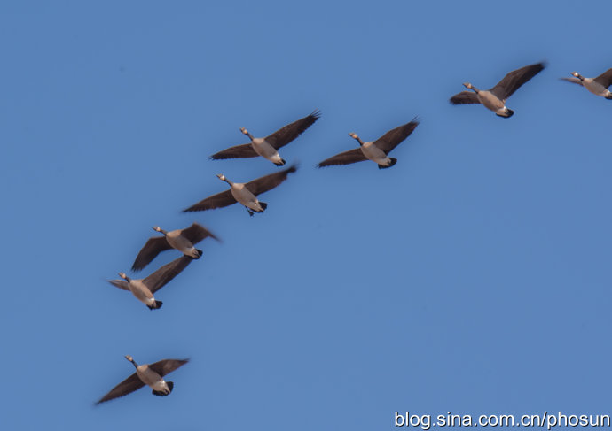 加拿大大雁泛滥成灾 (人类与大雁和谐共处视频)