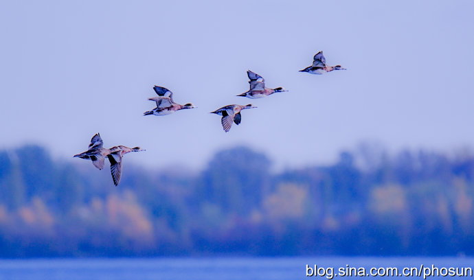 加拿大大雁泛滥成灾 (人类与大雁和谐共处视频)
