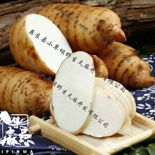 新鲜天麻如何储存,刚挖的天麻怎样储存