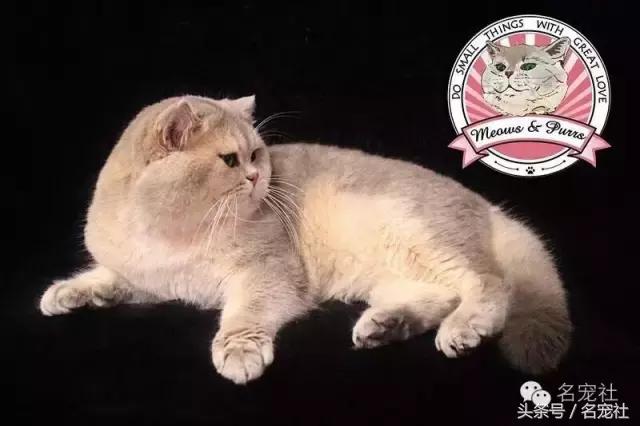 蓝氏猫咪猫粮,蓝氏猫粮猫舍版