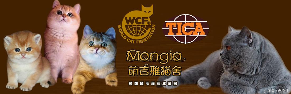 蓝氏猫咪猫粮,蓝氏猫粮猫舍版