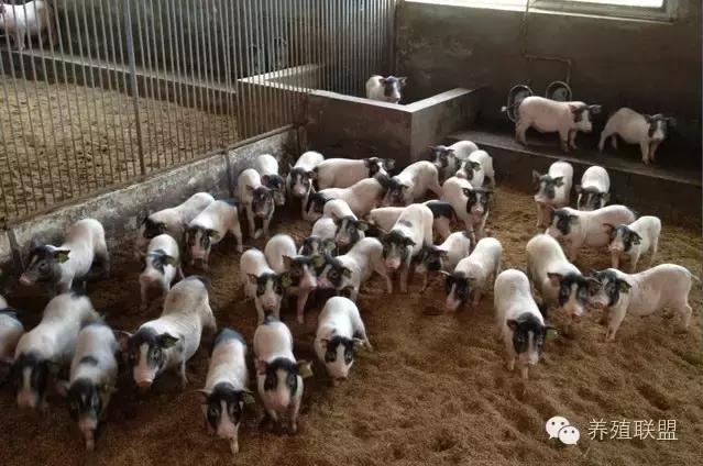 在湖北农村养殖香猪效益如何,农村养小香猪利润