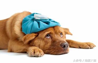 狗狗消化系统疾病怎么治疗,犬消化系统问题