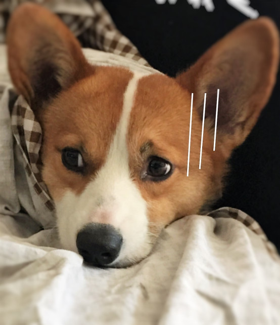 小柯基小时候的样子和长大的样子,还没长大的小柯基