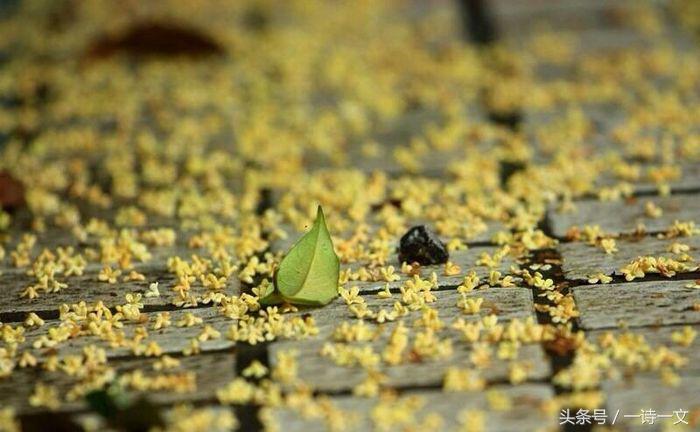《唯有丹桂飘香八月馥郁芬芳》我，想你了荼蘼花事春已了