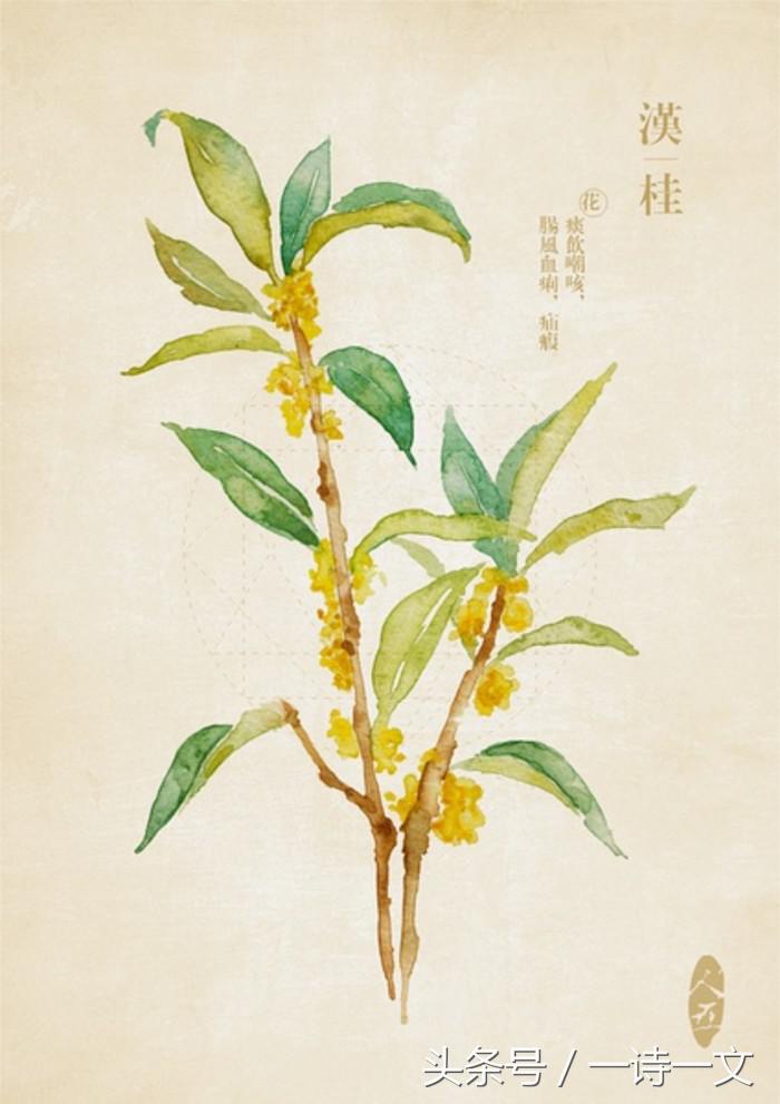 《唯有丹桂飘香八月馥郁芬芳》我，想你了荼蘼花事春已了