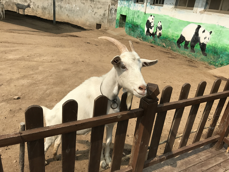 iphone7全系列解析,如期而至是什么意思