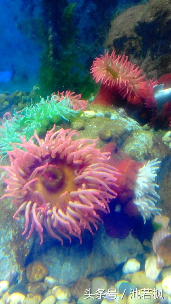 青岛，女汉子和小清新提前过端午