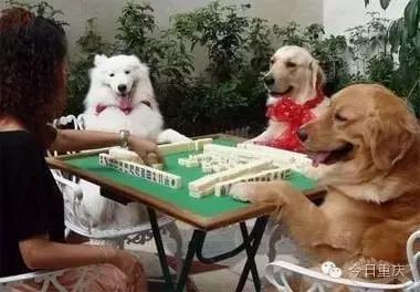 重庆周末耍事推荐,重庆主城耍事推荐