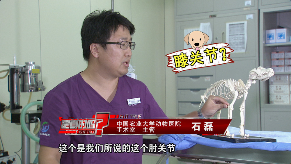 小狗的耳朵怎么会朝后,小狗正常站立脚是朝外的吗