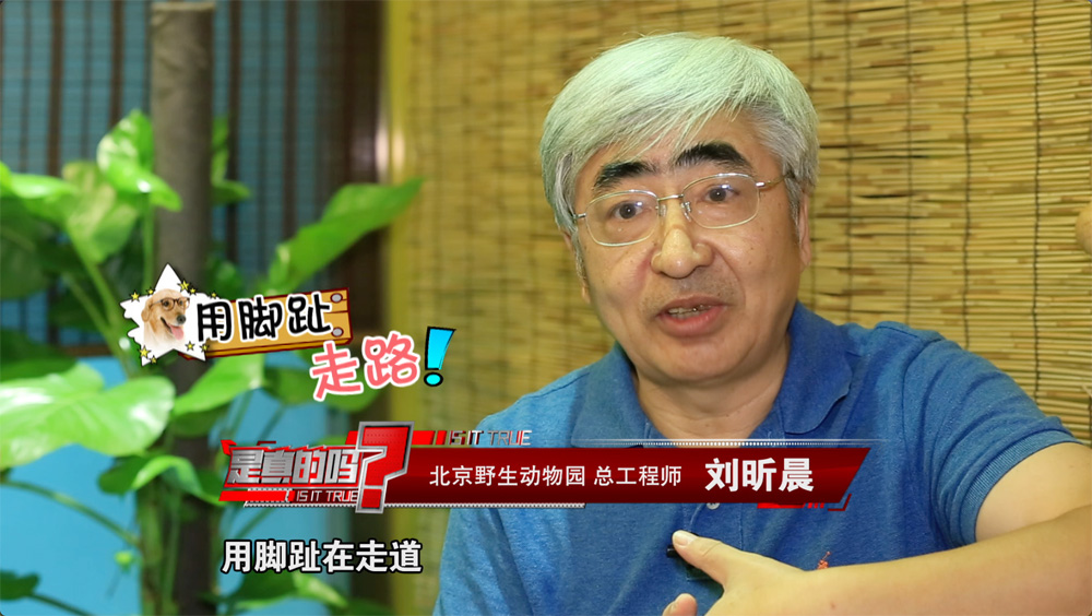 小狗的耳朵怎么会朝后,小狗正常站立脚是朝外的吗