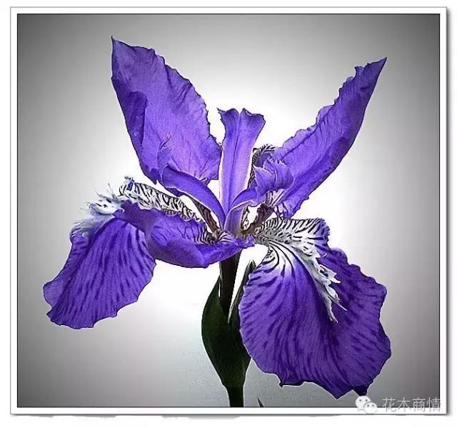 你是苗木“老司机”？这些名字好听又漂亮的花木你认识几种？