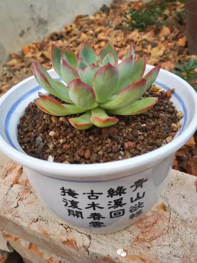 多肉在不经意间治愈你,多肉独立而坚强