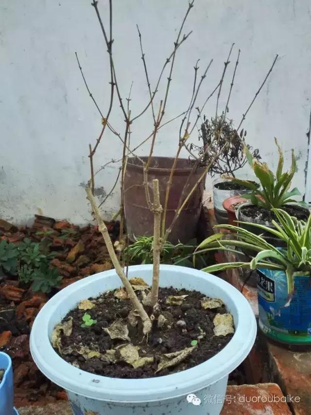 多肉在不经意间治愈你,多肉独立而坚强