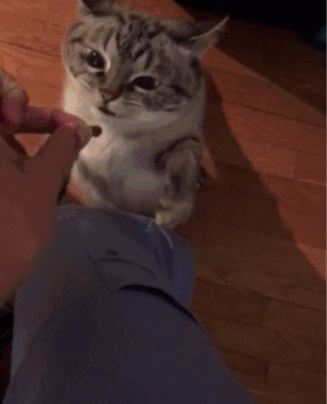 这只猫长得眉清目秀,这只猫眼神犀利无比