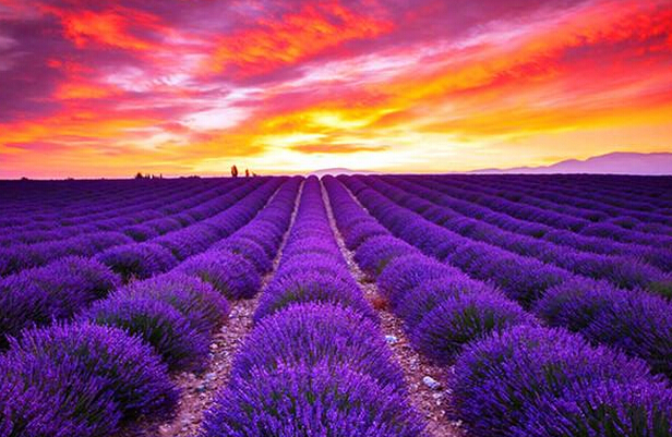 意大利跟葡萄牙你们怎么选,葡萄牙与意大利狭路相逢