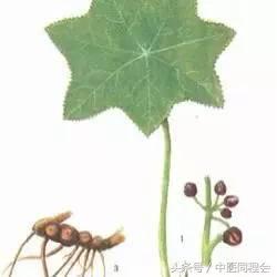 万圣节｜看中医怎么与“鬼”混