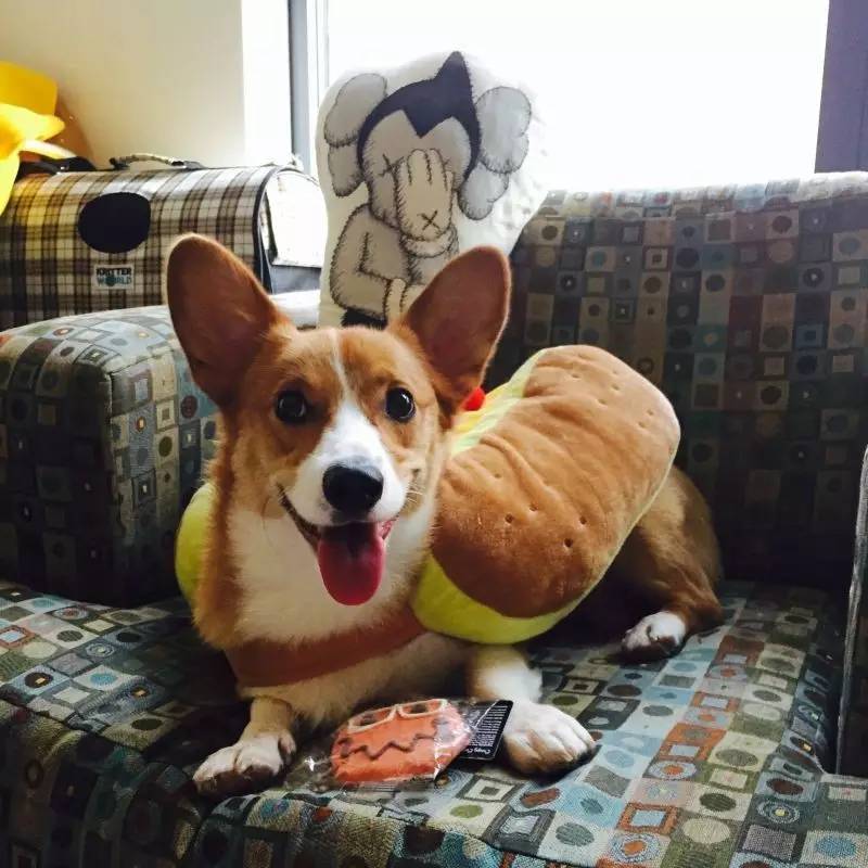 56个中美铲屎官每月花费，对，我就是这么变穷的