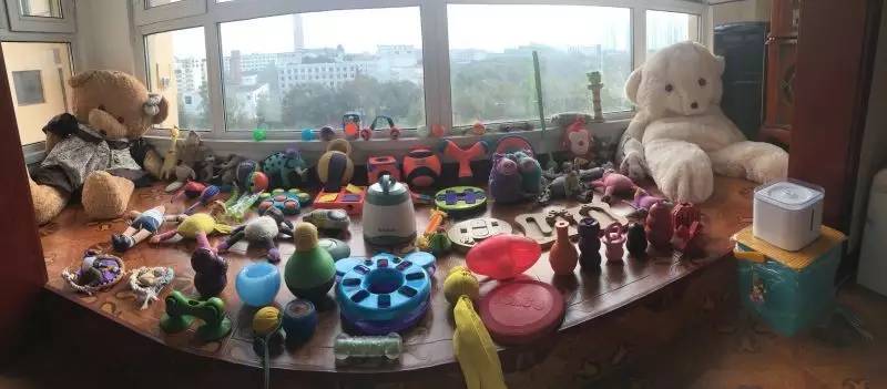 56个中美铲屎官每月花费，对，我就是这么变穷的