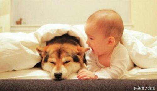 宠物去世了要怎么和孩子说,宠物死亡对孩子的影响
