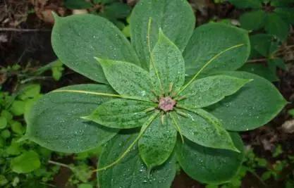 肝癌晚期患者如何保护肝,肝癌晚期看中医好还是西医好