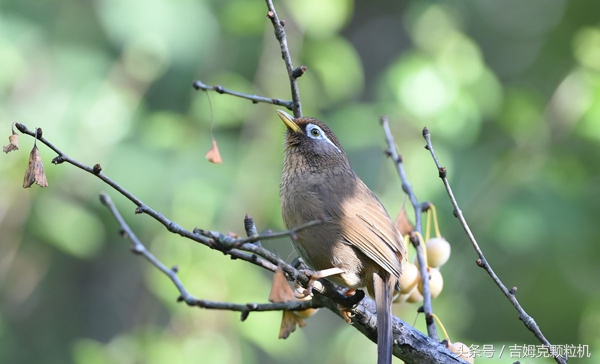 画眉鸟饲料机器,做画眉鸟饲料颗粒机视频