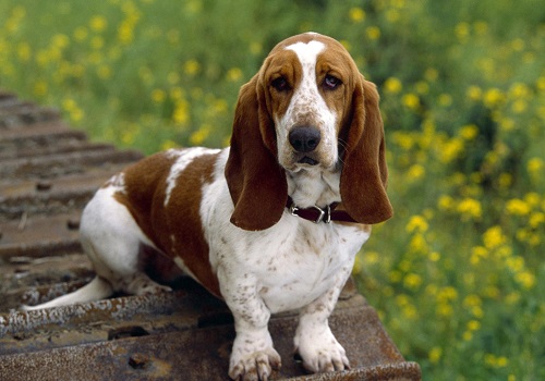 望闻问切舌苔看出病因,狗狗舌头上有白色舌苔正常吗