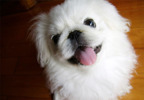 狗狗太臭？这些方法帮你治一治