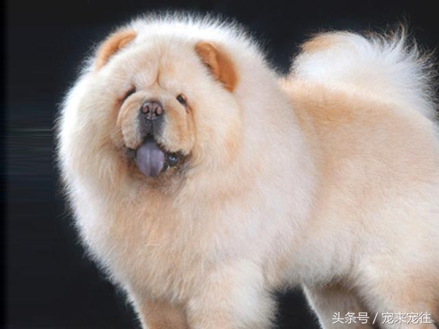 狗的饲养指南在线阅读,狗的饲养技巧与关注事项