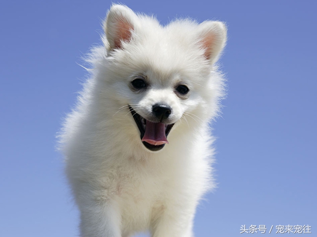 狗的饲养指南在线阅读,狗的饲养技巧与关注事项