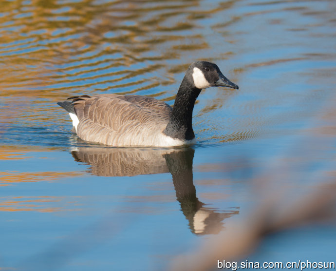 加拿大大雁泛滥成灾 (人类与大雁和谐共处视频)