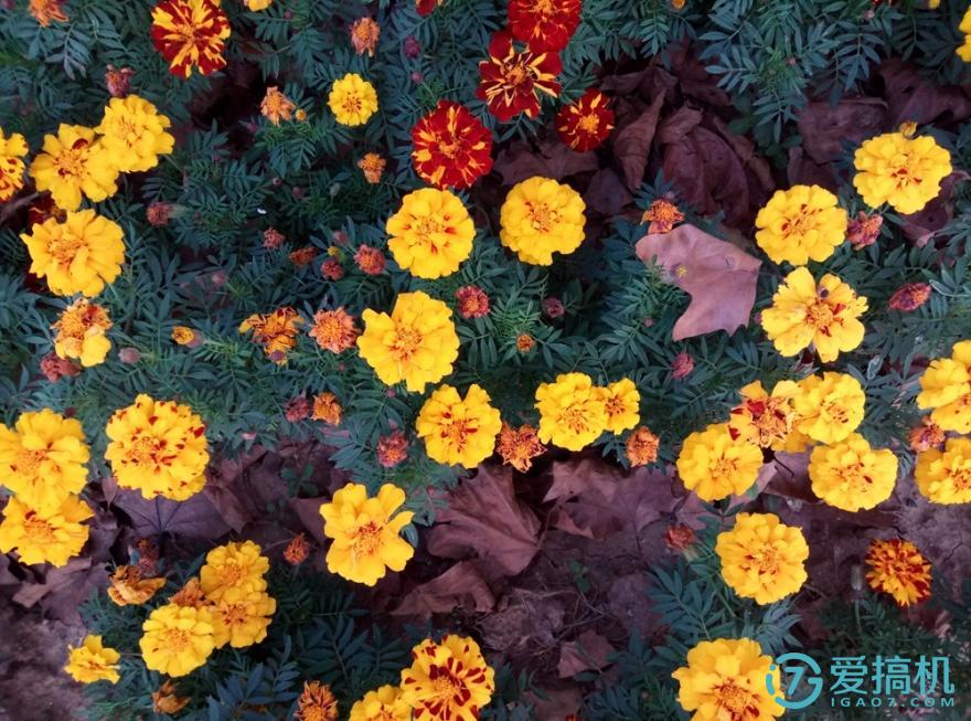 目前最值得入手的魅蓝手机,魅蓝max优缺点