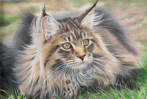 养一只缅因猫是什么感觉,当你养了一只缅因猫