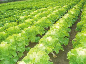 肺不好吃什么水果最养肺,最有效的养肺食疗食谱分享