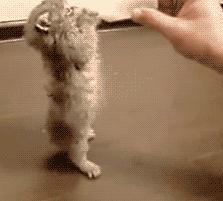 小奶猫干粮怎么喂,小奶猫喂养攻略